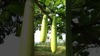 Loki ka kheti 🔥✅ kisan comedy funny kishan shorts farming farmer gardening agricultureloki [upl. by Ecirtael]