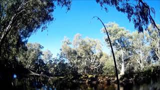 Murray cod trout cod bait fishing tips tricks and techniques [upl. by Frannie333]