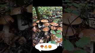 🍄‍🟫🔥🤩mushrooms fungi boletus nature грибочки porcini pilze grzyby грибы gribi shorts [upl. by Hochman]