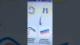 Stages of prophase1 in meiosis [upl. by Eliathan]