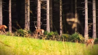 2024 Herbstwanderung01 Hirschbrunft [upl. by Allerus]