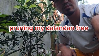 pruning my dalandan tree [upl. by Maxwell]