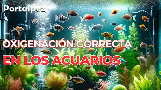 Oxigenacion en los acuarios para evitar muerte de peces [upl. by Elocel]