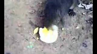 squirrel and rat fight with egg [upl. by Esiled632]