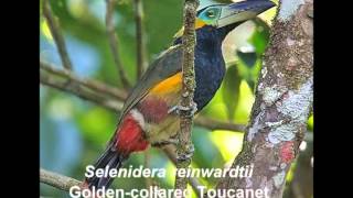 Goldencollared Toucanet [upl. by Lamphere353]