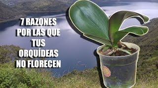 7 Razones por las que tus Orquídeas NO FLORECEN  Orquiplanet [upl. by Rodi]