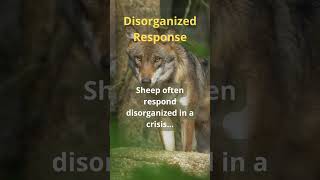 Disorganized Response lovingtheoutcometoyourstory facts wildlife [upl. by Neira]