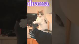 cute cute drama shots drama funny comedy shots [upl. by Surazal]