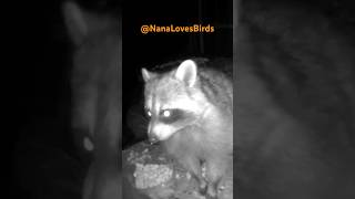 🦝Racoon having a snack nature wildlife stressrelief [upl. by Rahmann]