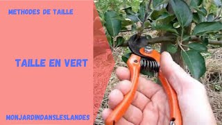 Taille en vert dune vigne  Monjardindansleslandes [upl. by Lepp598]