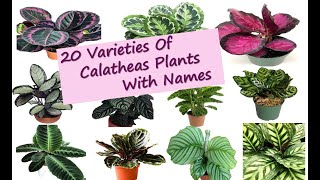 20 Varieties of Calatheas Plants with names  Different types of Prayer Plant  Calathea [upl. by Sharl932]