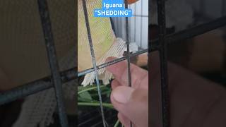 Iguana Shedding  Iguana Care Tips [upl. by Gaudette]