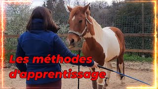 GALOP 5 LES METHODES DAPPRENTISSAGE chez le cheval [upl. by Einnaej]