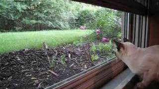 Tonkinese cat watching a rabbit [upl. by March]