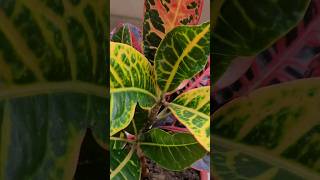 Croton plant repotting garden plant crotonplant repotting youtubeshorts [upl. by Arul485]