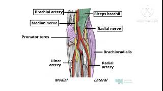 CUBITAL FOSSA ANATOMY NOTES UPPER LIMBIN TAMIL [upl. by Carlstrom]