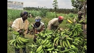 COMMENT AUGMENTER LA PRODUCTION DE CULTURE DE LA BANANE PLANTAIN [upl. by Noraha215]