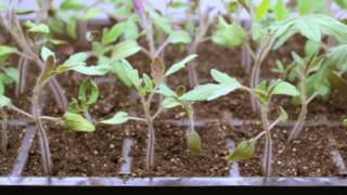 Step by Step 🍅 How To Grow Tomatoes from Seed  Gardeners Supply 👩‍🌾 [upl. by Antonio152]