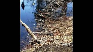 Solo hiking Gumpus Pond Trail [upl. by Aihsilef]