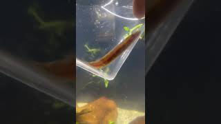 The best oddball fish for your community aquarium [upl. by Asilenna]