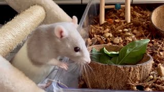 What do pet rats need for a happy home Rat cage setup [upl. by Ecydnarb]