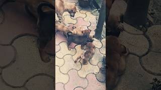 Cute Dog puppies lunch time [upl. by Nothsa]