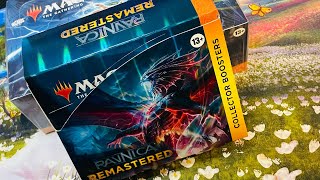 Ravnica Remastered Collector Booster Box 2 Absolute Insanity mtg official release 11224 [upl. by Drannek]