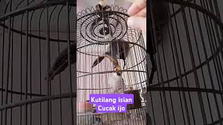 Kutilang Full Isian Cucak Ijo shorts [upl. by Lois723]