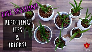 EPIC Orchid Repotting with tips and tricks [upl. by Bobby]