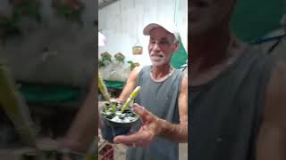 como replantar orquídea acoplado na garrafa pet melhor substrato carvão e caco de telha Eu e Mauro [upl. by Arriaet]