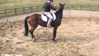 Michael Peace  Early Training  HorseandRider UK [upl. by Einreb206]