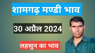 shamgarh mandi bhav April 30 2024 [upl. by Llehsar]