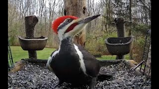 Pileated Woodpecker visiting the platform feeder in Kalamazoo Michigan [upl. by Ahsemal220]