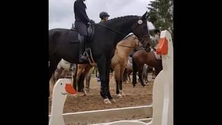 Working Equitation Turnier Hagerhof Sept 2019 [upl. by England523]