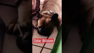 Billion being idle frenchbulldog zoomies dogshorts puppy [upl. by Sirahc]