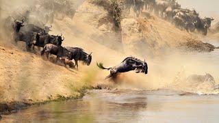 Wildebeest Migration Facts About Wildebeest  African Wildlife [upl. by Aix]