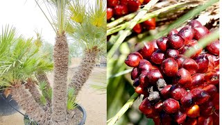 Chamaerops humilis palmito palmera enana palma de escoba margallón palmitera dátiles de perro [upl. by Tega30]