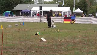 Rally Obedience SV RO Deutsche Meisterschaft in Teublitz Klasse 2 mit Cleo [upl. by Atirahs732]