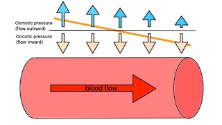 Hydrostatic and Oncotic Pressure in URDUHINDI [upl. by Adiaz]