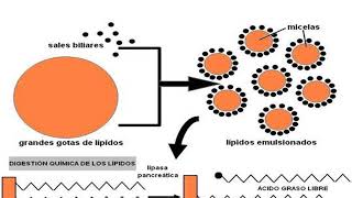 Metabolismo LIPIDOS en monogastricos [upl. by Obed]