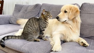 Golden Retriever Tries to make Friends with a Funny Cat [upl. by Oyam]