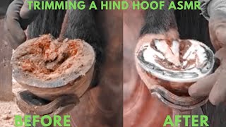 Trimming Horse Hooves Tutorial [upl. by Llezniuq14]