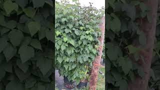 picking raspberry at farm SV Channel Trending Shorts Shorts feed [upl. by Kcyrred802]