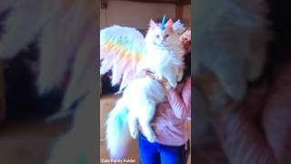 shortvideo catpetschannel catvideos funny ytpets funnyanimal pets funnypetschannel [upl. by Holland]