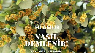 IHLAMUR NASIL DEMLENİR  IHLAMURUN FAYDALARI [upl. by Enenstein]