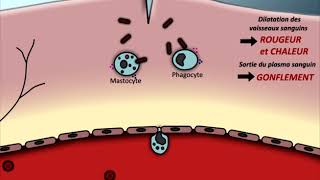 Animation Réaction inflammatoire [upl. by Larry]