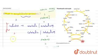 What is amphibolic process   CLASS 11  RESPIRATION IN PLANTS  BIOLOGY  Doubtnut [upl. by Irakuy]