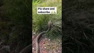 Highly venomous cobra snake snake reptiles animals cobra short shorts ytshortsindia india [upl. by Erised762]