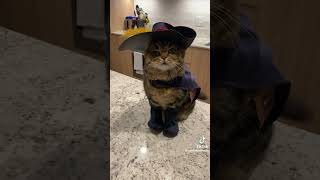 Funny Cat Dressed As Puss In Boots shrek cat funny [upl. by Caundra]