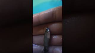 My guppy is having swim bladder [upl. by Notniv]